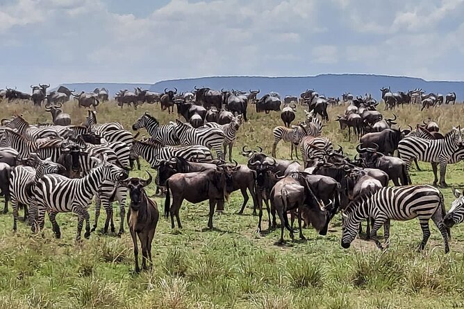Tanzania Wildlife Safari Budget Camping - Price and logistics: what $1,155 realistically covers