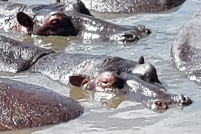 Tanzania Wildlife Safari Budget Camping - Day 2 at Lake Manyara: birds, flamingos, and giraffes that look almost black