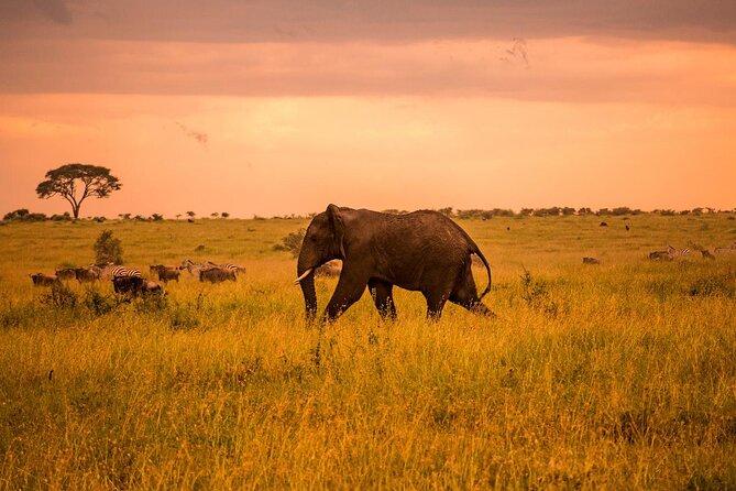 Tarangire Budget Full Day Tour from Arusha - The 6:00 am Start: How the Day Will Flow