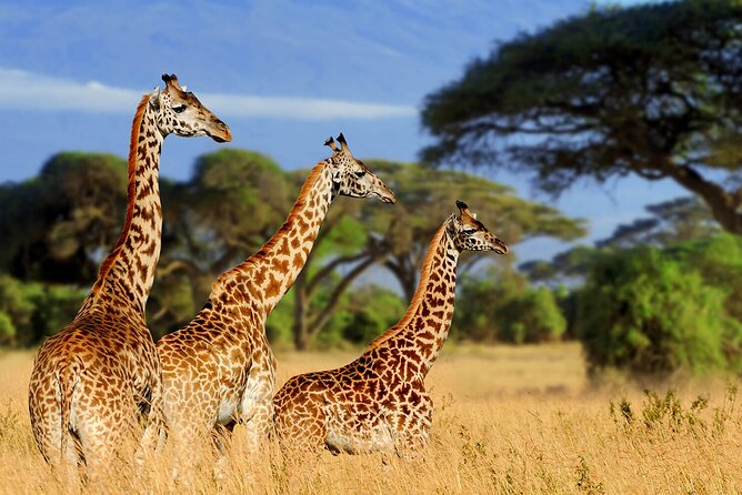 Tarangire Budget Full Day Tour from Arusha - Lunch on Safari: Small Detail, Big Impact