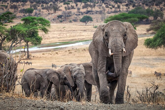 Tarangire Budget Full Day Tour from Arusha - Inside Tarangire National Park: Why the River Corridor Matters