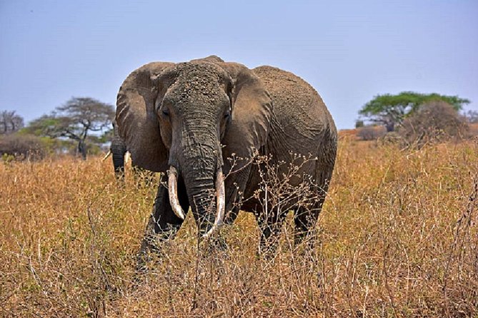 Tarangire Day Tour - Quick Hits Before You Go