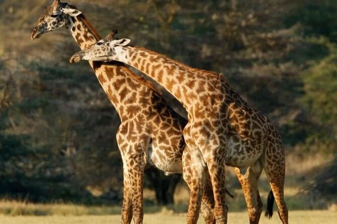 Tarangire National Park Day Trip - Tarangire National Park, Elephant Playground and Lake Burungi