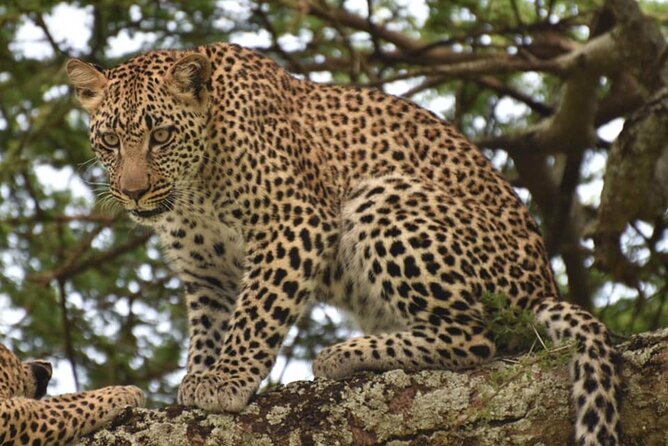 Tarangire National Park Day Trip - Tarangire’s Elephant Country: What You’ll Likely See