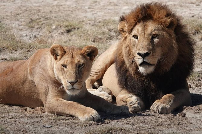 Tarangire National Park: Guided Day Tour from Arusha - How the Picnic Lunch Changes the Feel of the Day