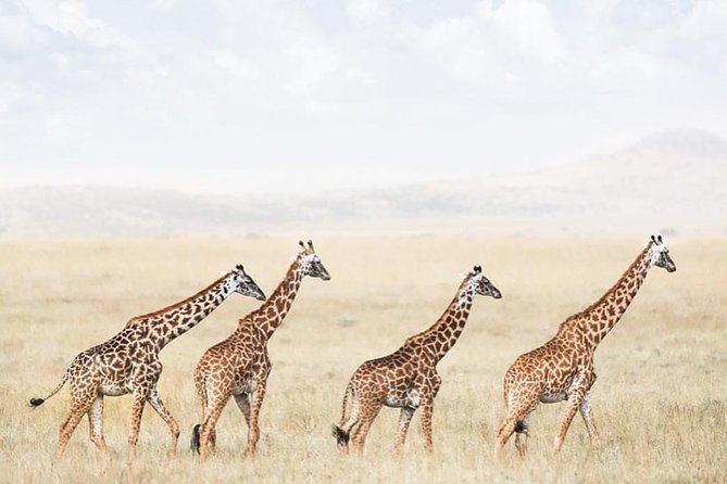 tarangire & ngorongoro 2 days tour - What you actually do on Day 1 in Tarangire