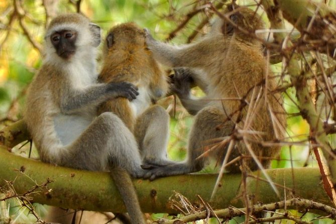tarangire & ngorongoro 2 days tour - What’s included in the price, and why that affects real value