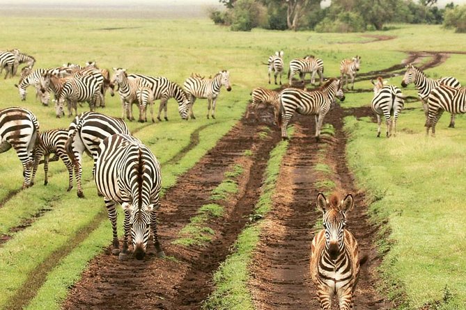 tarangire & ngorongoro 2 days tour - Small group safari rhythm, max 6 travelers