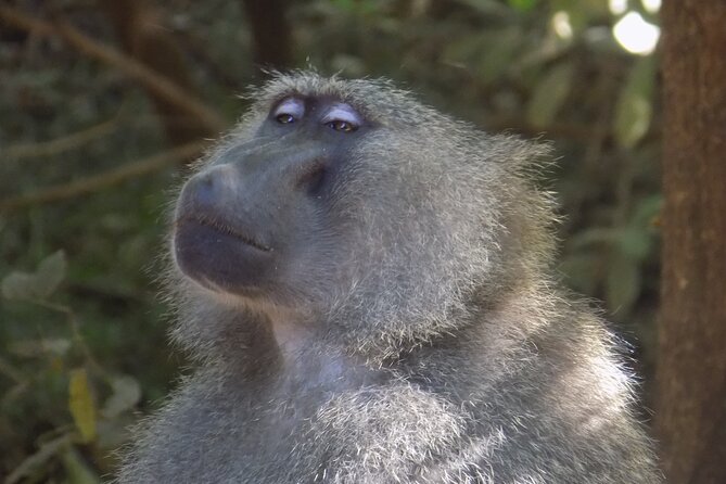 The Amaizing Private Day Trip to the lovely Arusha National Park - The 2-hour walking safari with a national park ranger (and why it changes everything)