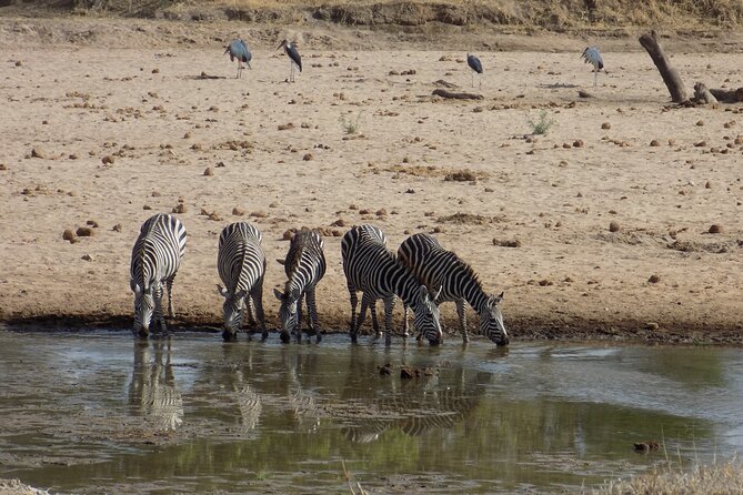 The Amaizing Private Day Trip to the lovely Arusha National Park - Rare colobus monkeys and the Arc tree (wild fig) chance