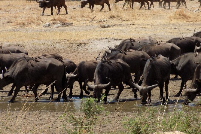 The Amaizing Private Day Trip to the lovely Arusha National Park - Forest views, Mount Meru on clear days, and staying realistic about sightings