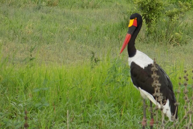 The Amaizing Private Day Trip to the lovely Arusha National Park - Pricing and value: what $450 buys you in a private safari day