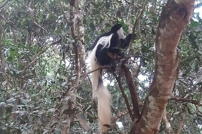 The Amaizing Private Day Trip to the lovely Arusha National Park - What to pack and how to prepare for a walking plus driving safari