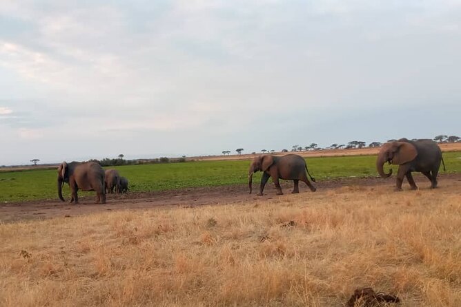 The Best 3Days Start from Mwanza to Serengeti' through Viator - Day 3 in Ngorongoro: crater descent, predators, and a classic finale