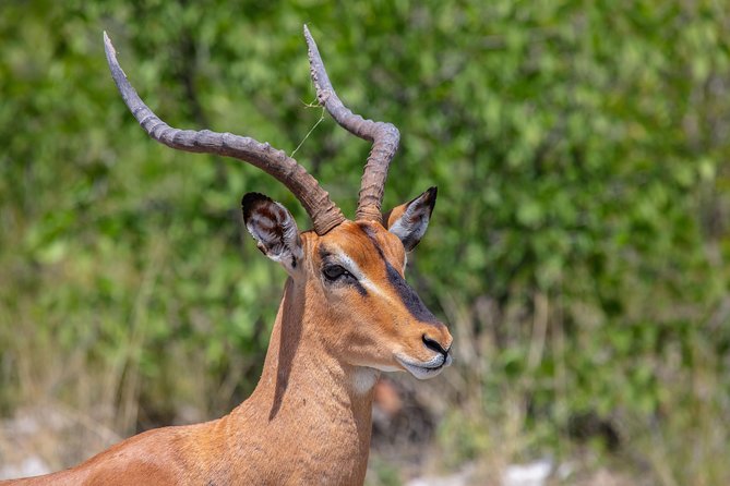 The Best 4 Days 3-Night Tanzania Private Luxury Big-5 Safari Tour - How the Days Flow, Timing, Meals, and the Long-Drive Reality