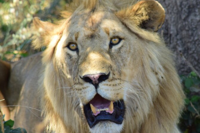 The Best 4 Days 3-Night Tanzania Private Luxury Big-5 Safari Tour - Day 2 and Day 3 in Serengeti, Big Cats, Migration Energy, and Rhino Time