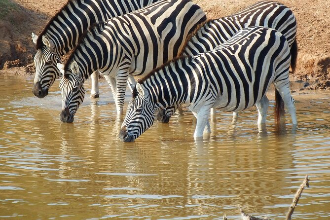 The Best 4 Days Serengeti & Ngorongoro Private Mid-range Safari - Serengeti to Ngorongoro in four days, the pace and payoff