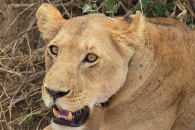 The Best 4 Days Serengeti & Ngorongoro Private Mid-range Safari - Day 2: a full day game drive in the Serengeti plains
