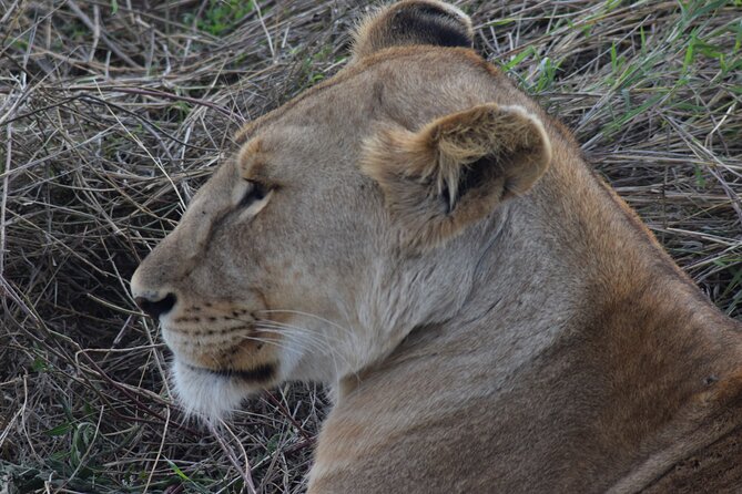 The Best and Most Affordable 4-Day Tanzania Budget Private Safari - What private really means here, and how to get better wildlife odds