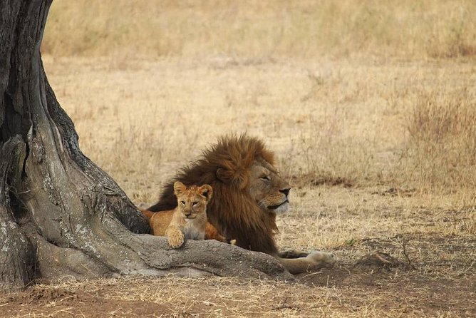 The best Selous 1 day safari from Zanzibar - Key Points That Make This 1-Day Selous Safari Work