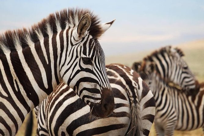 The best Selous 1 day safari from Zanzibar - Zanzibar to Nyerere National Park, in One Tight 10-Hour Window