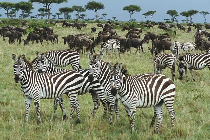 The best Selous 1 day safari from Zanzibar - 4x4 Safari Game Drive: What You’ll Actually Be Doing