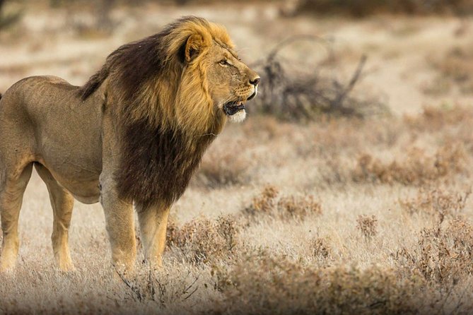 The best Selous 1 day safari from Zanzibar - Picnic Bush Lunch at 13:30, Right in the Wildlife Zone