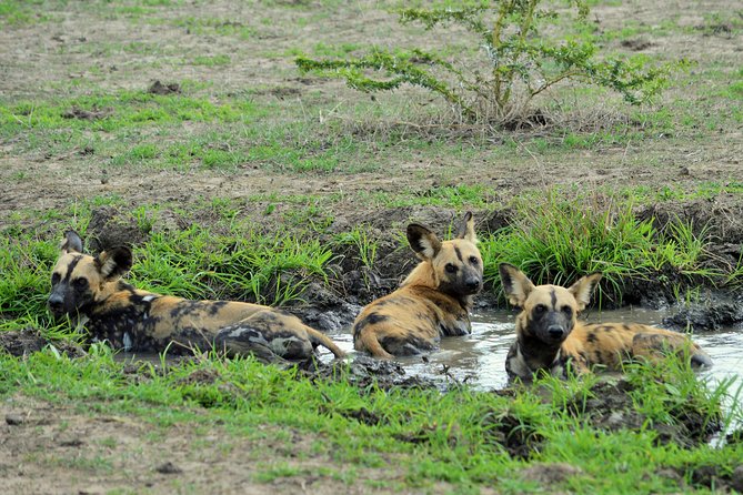 The best Selous 1 day safari from Zanzibar - The Afternoon Drive and the 15:30 Wrap-Up