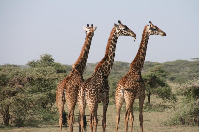 The best Selous 1 day safari from Zanzibar - Entering the Park at Mtemere: The First Half of the Game Drive