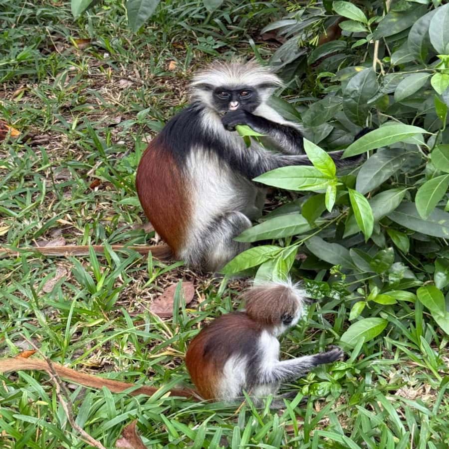 THE GREEN TOUR: Jozani Forest & Mangrove Kayaking Experience - Key points to know before you go