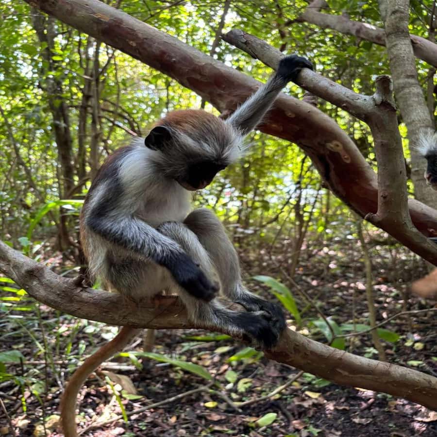 THE GREEN TOUR: Jozani Forest & Mangrove Kayaking Experience - What You Actually See on the Water (and How Guides Make It Click)