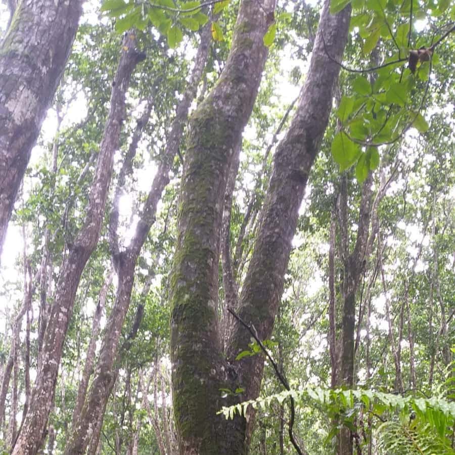 THE GREEN TOUR: Jozani Forest & Mangrove Kayaking Experience - Jozani Chwaka Bay National Park: The Red Colobus Moment