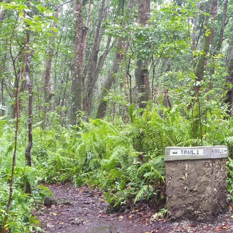 THE GREEN TOUR: Jozani Forest & Mangrove Kayaking Experience - The Forest Beyond Monkeys: Medicinal Plants and Real Ecosystem Talk