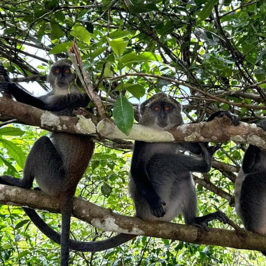 THE GREEN TOUR: Jozani Forest & Mangrove Kayaking Experience - Traditional Dance and Wildlife Viewing: Keeping the Day Balanced