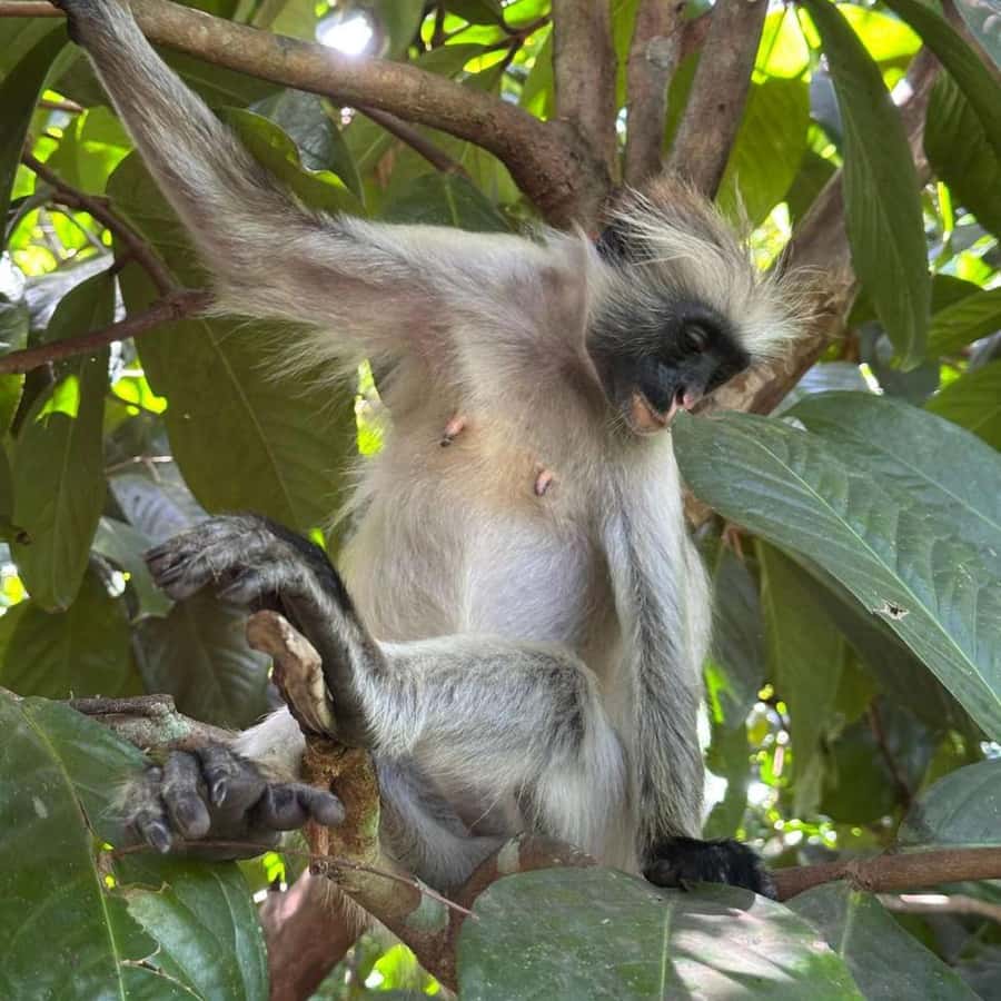 THE GREEN TOUR: Jozani Forest & Mangrove Kayaking Experience - Price and Value: Is $99 Worth It?