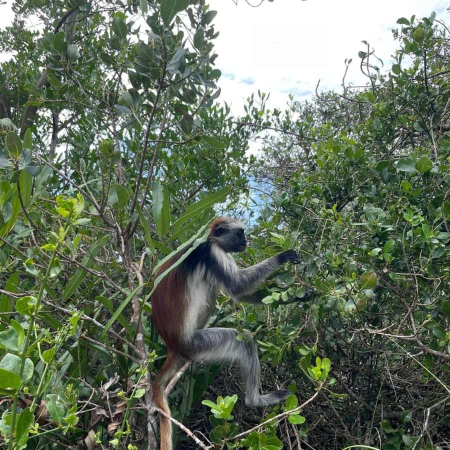 THE GREEN TOUR: Jozani Forest & Mangrove Kayaking Experience - Uzi Island and Mangrove Kayaking: The Quiet Part of Zanzibar