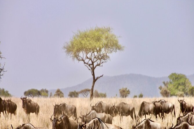 The Ultimate Guide for 2-Day Tanzania Safari from Mwanza - Why a 2-day Serengeti trip from Mwanza is a clever shortcut