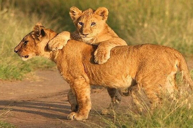 The World's Best 1 Day Tarangire Budget Group Safari From Arusha - Meeting Up Early: Pickup, Timing, and the 2-Day Flow