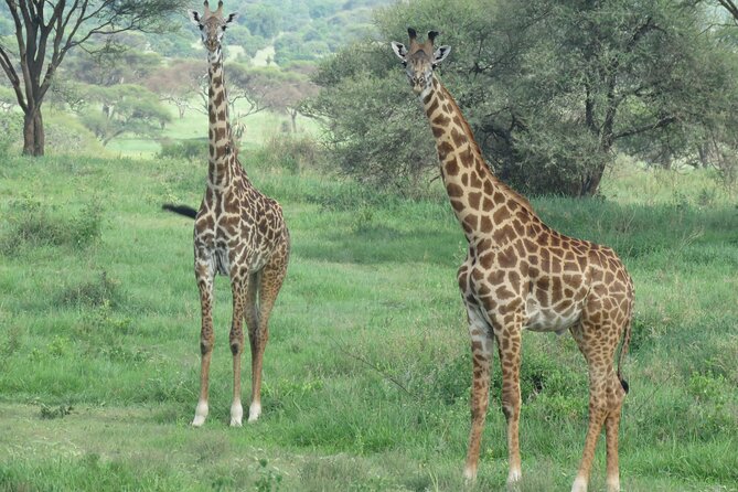 The World's Most Affordable 5-day Serengeti Budget Camping Safari - Two full days of game drives in Central Serengeti