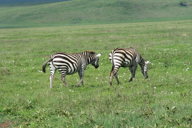 The World's Most Affordable 5-day Serengeti Budget Camping Safari - Ngorongoro Crater day from Simba Campsite: the 5-hour highlight