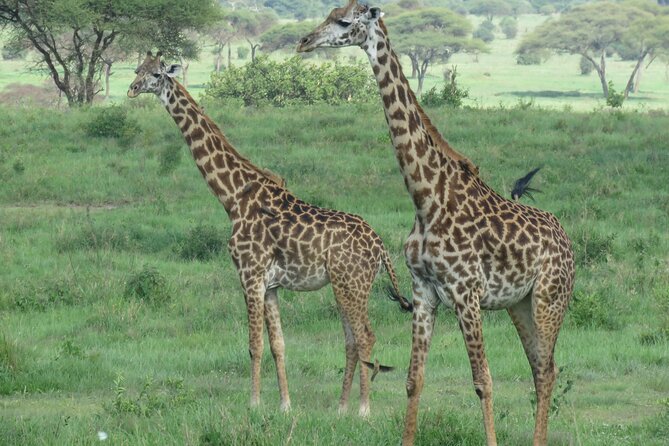 The World's Most Affordable 5-day Serengeti Budget Camping Safari - Big 5 goals, and how to stay realistic without killing the excitement