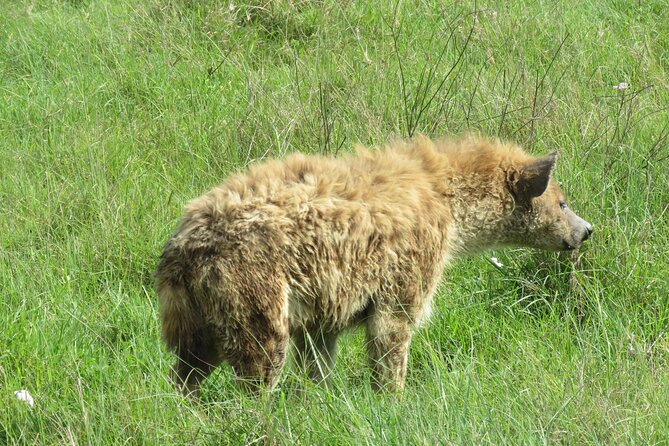 The World's Most Affordable 5-day Serengeti Budget Camping Safari - Tarangire National Park on Day 1: elephants, baobabs, and Jambo Campsite