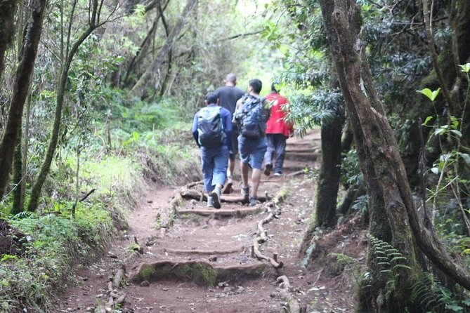Top 5 Days Kilimanjaro Hiking | Climbing Tour by Marangu Route - Day 5: Cloud Forest descent to Marangu Gate and back to Moshi
