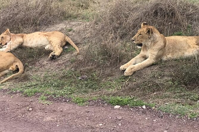 Top Best 5 Days Tanzania Luxury Safari to Serengeti - Why Northern Tanzania fits a luxury 5-day plan