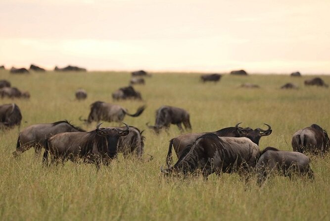 Top Best 5 Days Tanzania Luxury Safari to Serengeti - The luxury comfort choices that actually matter on safari