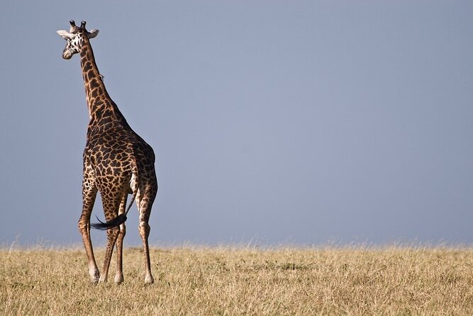 Top Best 5 Days Tanzania Luxury Safari to Serengeti - Day 1 in Tarangire: elephants, baobabs, and a calmer first day