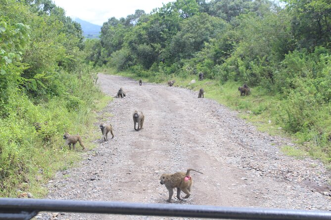 Tour at Arusha National Park - Why Arusha National Park is a smart safari shortcut
