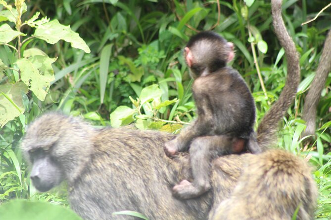 Tour at Arusha National Park - Your day’s flow starts with a briefing and a focused drive