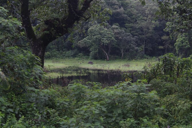 Tour at Arusha National Park - Getting more hands-on with animals: walking safari and canoe add-ons