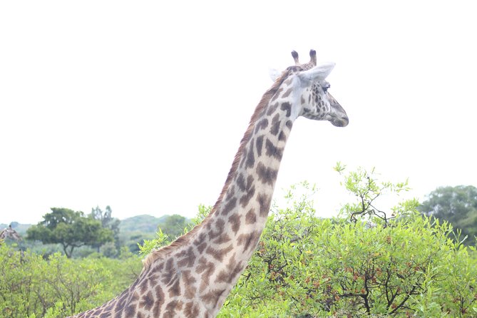 Tour at Arusha National Park - Small group size, better control, and why max 15 matters